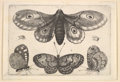 Bir güve, üç kelebek ve iki böcek, 1646. by Wenceslaus Hollar