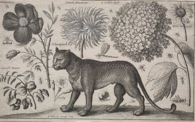 Hayvanlar ve Bitkiler: Bitkiler ve Böcekler ile Leopar, 1662. by Wenceslaus Hollar