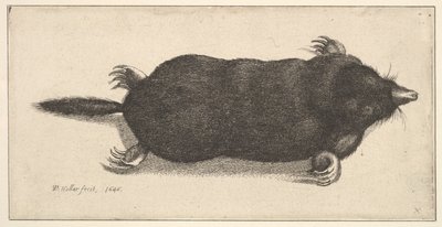 Ölü Köstebek, 1646. by Wenceslaus Hollar