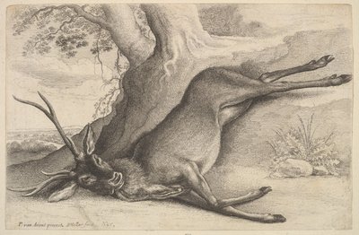 Ölü geyik, 1646. by Wenceslaus Hollar