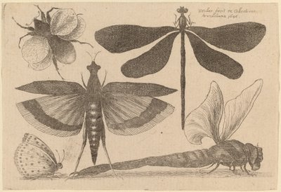 Yusufçuklar, Yaban Arısı ve Kelebek by Wenceslaus Hollar