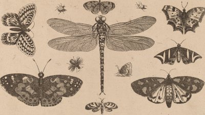 Yusufçuk, Uğur Böceği ve Kelebekler. by Wenceslaus Hollar