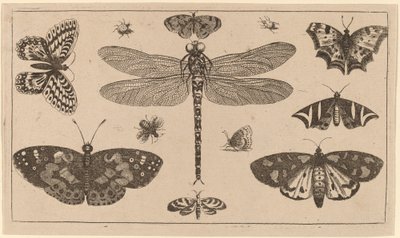 Yusufçuk, Uğur Böceği ve Kelebekler by Wenceslaus Hollar