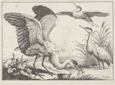üç balıkçıl Diversae avium türleri (seri başlığı) Farklı kuşlar (dizi adı) by Wenceslaus Hollar