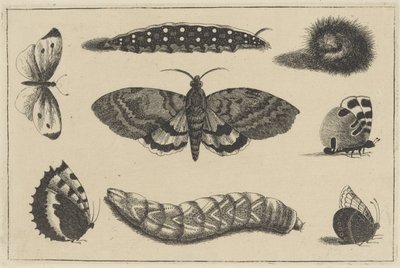 Üç tırtıl, bir güve ve dört kelebek Çeşitli böcekler (dizi adı) Diversae Insectorum (dizi adı) by Wenceslaus Hollar