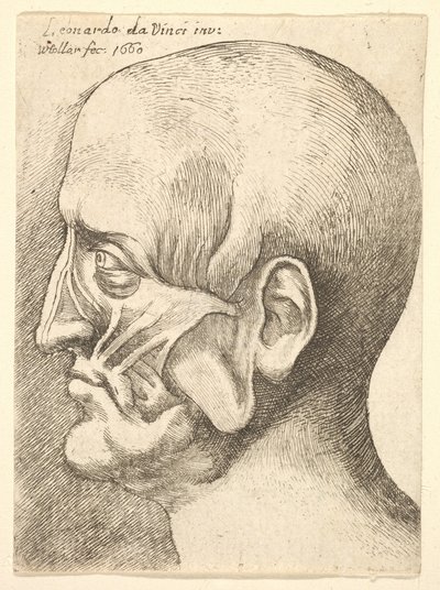 Soldan profilde bir adamın Ecorche başı, 1660. by Wenceslaus Hollar