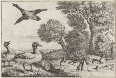 ördekler Diversae avium türleri (seri başlığı) Farklı kuşlar (dizi adı) by Wenceslaus Hollar