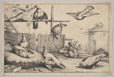 Sekiz güvercin, 1625-77. by Wenceslaus Hollar