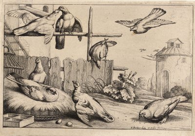 Sekiz güvercin. durum 1 by Wenceslaus Hollar