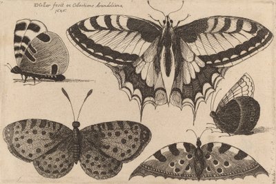 Beş Kelebek, 1646. by Wenceslaus Hollar