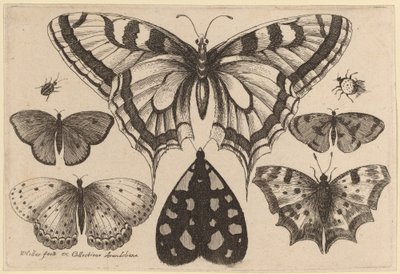 Beş Kelebek, Bir Güve, Bir Böcek ve Bir Örümcek by Wenceslaus Hollar