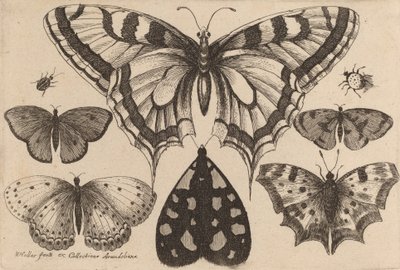 Beş Kelebek, Bir Güve ve İki Böcek, 1646. by Wenceslaus Hollar