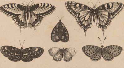 Beş Kelebek ve Bir Güve. by Wenceslaus Hollar