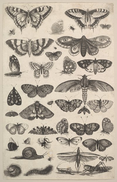Güveler ve kelebekler dahil kırk bir Böcek, 1625-77. by Wenceslaus Hollar