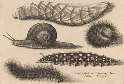 Dört Tırtıl ve Bir Salyangoz, 1646. by Wenceslaus Hollar