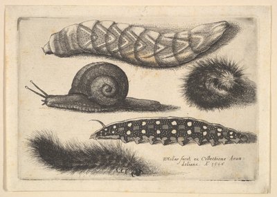 Dört Tırtıl ve Bir Salyangoz, 1646. by Wenceslaus Hollar