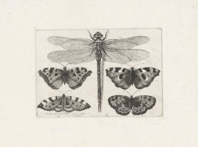 Yusufçuk ve dört kelebek by Wenceslaus Hollar