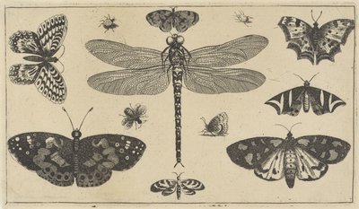 Yusufçuk, uğur böceği ve kelebekler Çeşitli böcekler (dizi başlığı) Diversae Insectorum (dizi adı) by Wenceslaus Hollar
