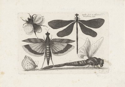 Yusufçuk, kelebek ve yaban arısı Böcekler (dizi adı) Muscarum Scarabeorum (dizi adı) by Wenceslaus Hollar