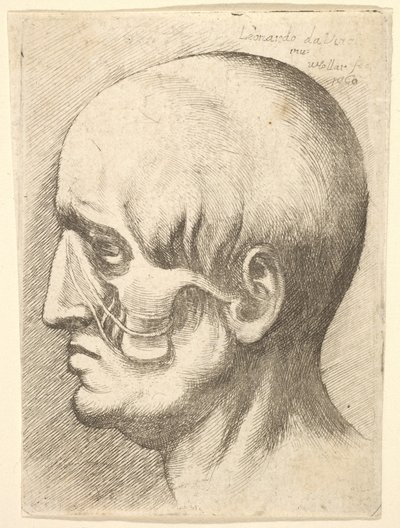 Profilde erkek başı, kasları açıkta, 1660. by Wenceslaus Hollar