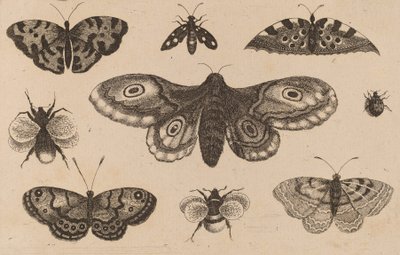 Güve, Kelebekler ve Arılar. by Wenceslaus Hollar