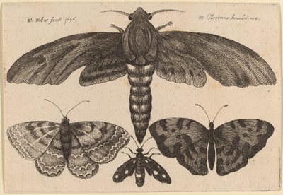 Güve ve Üç Kelebek by Wenceslaus Hollar