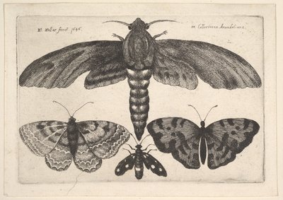 Güve ve üç kelebek, 1646. by Wenceslaus Hollar