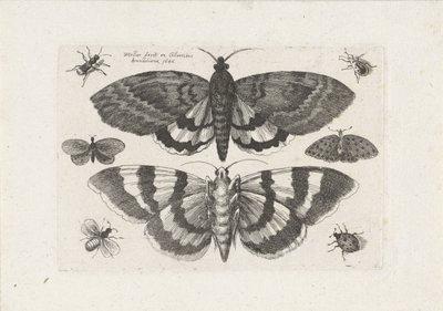 Güveler ve küçük böcekler Böcekler (dizi adı) Muscarum Scarabeorum (dizi adı) by Wenceslaus Hollar