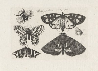 Güveler, kelebekler ve yaban arısı Böcekler (dizi adı) Muscarum Scarabeorum (dizi adı) by Wenceslaus Hollar