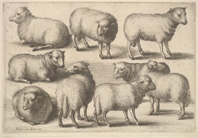 Dokuz koyun, 1646. by Wenceslaus Hollar