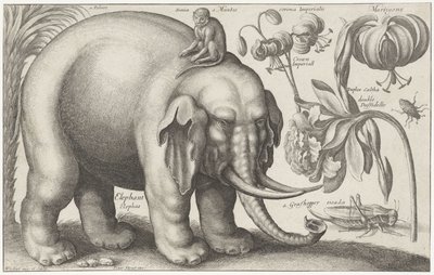Fil, maymun, çiçekler ve böcekler Bitkiler ve Hayvanlar (dizi başlığı) Animalium Ferarum (nesne üzerinde seri başlığı) by Wenceslaus Hollar