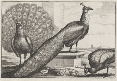 Tavus kuşları Diversae avium türleri (dizi başlığı) Çeşitli kuşlar (dizi başlığı) by Wenceslaus Hollar