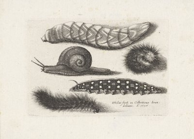 Tırtıllar ve bir salyangoz Böcekler (dizi adı) Muscarum Scarabeorum (dizi adı) by Wenceslaus Hollar