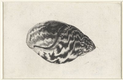 Kabuk, achatina achatina Kabuklar (seri başlığı) by Wenceslaus Hollar