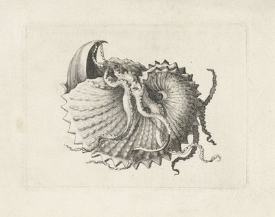 Kabuk, argonauta nodosa Kabuklar (seri başlığı) by Wenceslaus Hollar