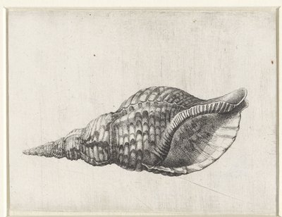 Kabuk, charonia tritonis Kabuklar (seri başlığı) by Wenceslaus Hollar