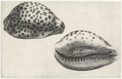 Kabuk, Kıbrıs tigris Kabuklar (seri başlığı) by Wenceslaus Hollar