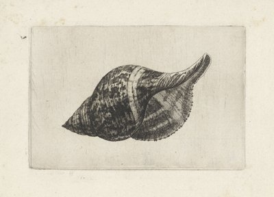 Kabuk, fasciolaria tulipa Kabuklar (seri başlığı) by Wenceslaus Hollar