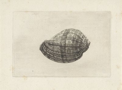 Kabuk, harpa majör Kabuklar (seri başlığı) by Wenceslaus Hollar