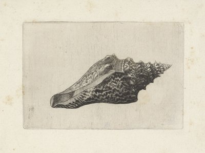 Kabuk, hemifusus ternatanus Kabuklar (seri başlığı) by Wenceslaus Hollar
