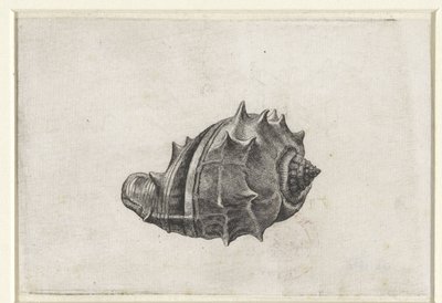 Kabuk, melongena melongena Kabuklar (seri başlığı) by Wenceslaus Hollar