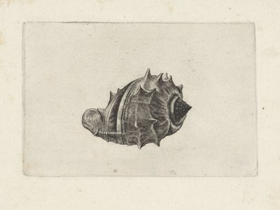 Kabuk, melongena melongena Kabuklar (seri başlığı) by Wenceslaus Hollar