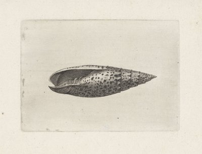 Kabuk, mitra papalis Kabuklar (seri başlığı) by Wenceslaus Hollar