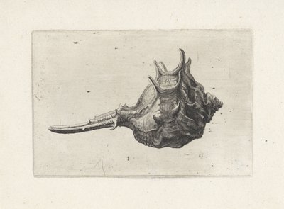 Kabuk, murex brevispina Kabuklar (seri başlığı) by Wenceslaus Hollar