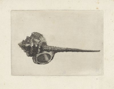 Kabuk, murex haustellum Kabukları (seri başlığı) by Wenceslaus Hollar