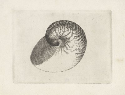 Kabuk, nautilus pompilius Kabuklar (seri başlığı) by Wenceslaus Hollar