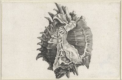 Kabuk, phyllonotus erythrostomus Kabuklar (seri başlığı) by Wenceslaus Hollar