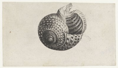 Kabuk, ton dolyum Kabuklar (seri başlığı) by Wenceslaus Hollar