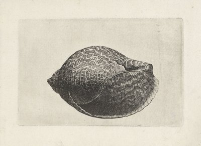 Kabuk, ton perdix Kabuklar (seri başlığı) by Wenceslaus Hollar