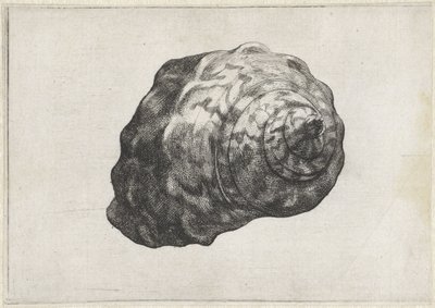 Kabuk, turbo sarmaticus Kabuklar (seri başlığı) by Wenceslaus Hollar